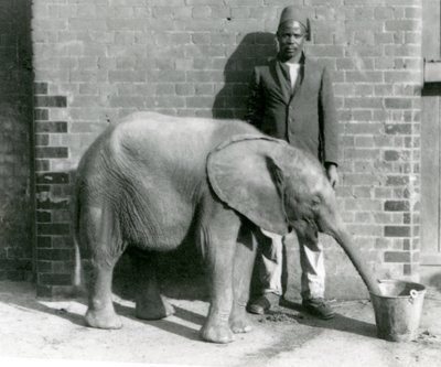 ダリシャ、ロンドン動物園、1923年9月（bw写真）によって飲み物を与えられている若いアフリカ象キベレンゲ 作： Frederick William Bond